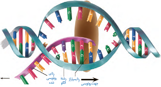 طرح ساده&zwnj;ای از فرایند رونویسی