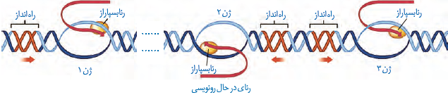  همان طور که در شکل مشاهده می&zwnj;شود، فقط یکی از دو رشته هر ژن رونویسی می&zwnj;شود