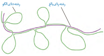 &nbsp;طرح ساده&zwnj;ای از رشته الگوی مولکول دنا و رنای بالغ حاصل از آن.