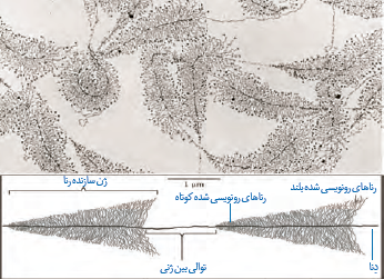 ساخته شدن هم زمان چندین رنا از روی ژن