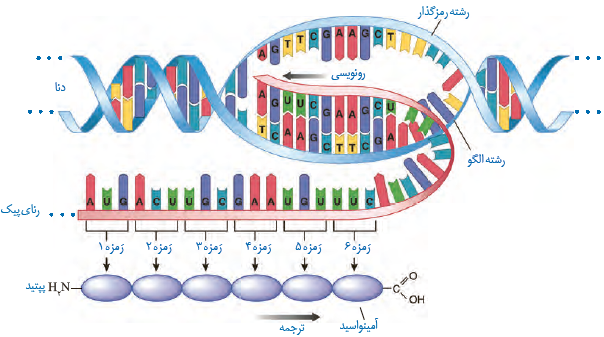 طرح ساده&zwnj;ای از رونویسی تا ترجمه