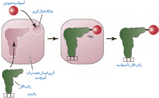 نحوۀ پیوستن آمینواسید به رنای ناقل مربوط به خود توسط آنزیم ویژه آن