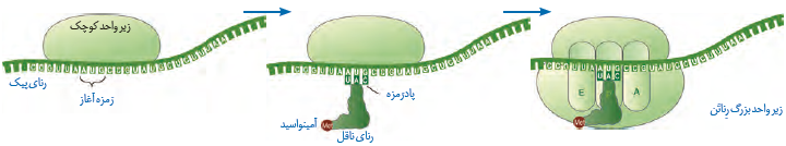مرحله آغاز ترجمه