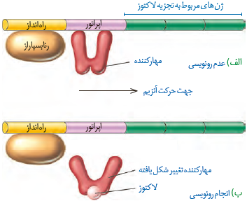  الف) عدم رونویسی ژن&zwnj;ها در غیاب لاکتوز ب) رونویسی ژن&zwnj;ها در حضور لاکتوز