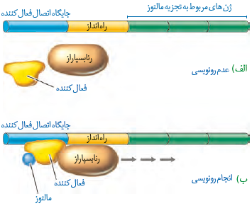  تنظیم مثبت رونویسی ژن&zwnj;های مؤثر در تجزیه مالتوز