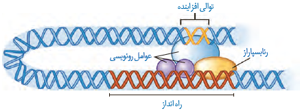  توالی افزاینده و عوامل رونویسی متصل به آن