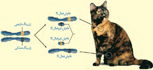 گربه