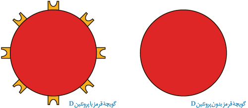 مبنای گروه خونی