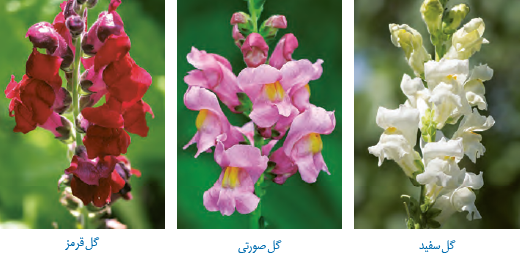  گل میمونی