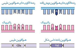  مقایسۀ ژن&zwnj;های هموگلوبین&nbsp;در افراد سالم و بیمار