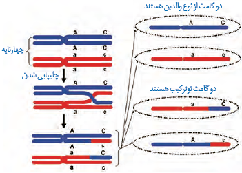 نوترکیبی بر اثر چلیپایی شدن