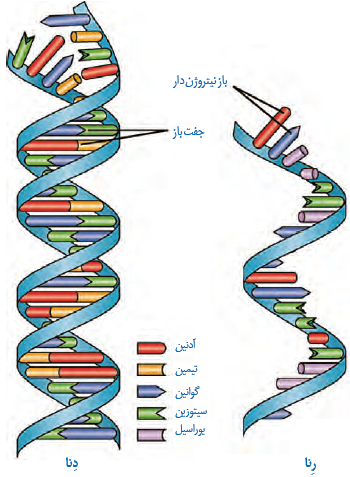 دنای دورشته&zwnj;ای و رنای تک رشته&zwnj;ای