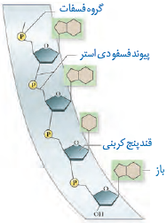 تشکیل رشته نوکلئیک اسید