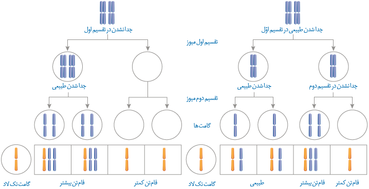 نتیجهٔ آمیزش کامه&zwnj;های حاصل از خطای کاستمانی با کامه سالم
