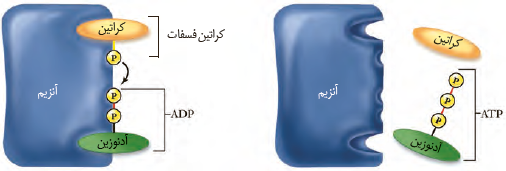 ساخته شدن &nbsp;ATP&nbsp;در سطح&nbsp;پیش ماده