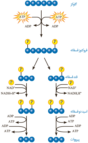 مراحل قند کافت