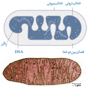 راکیزه و ترسیمی از آن