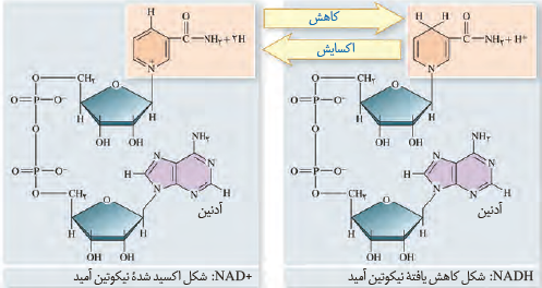 تبدیل&nbsp;$NA{{D}^{+}}$ و&nbsp;$NADH$ به یکدیگر