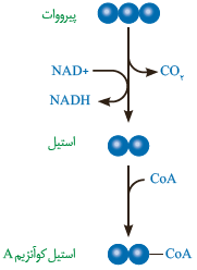 اکسایش پیرووات و تشکیل&nbsp;استیل کوآنزیم&nbsp;$A$