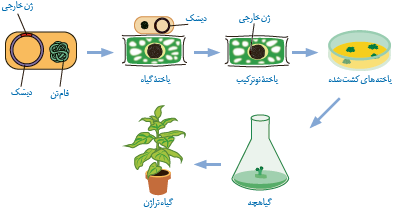 روش عمومی تولید یک گیاه تراژنی