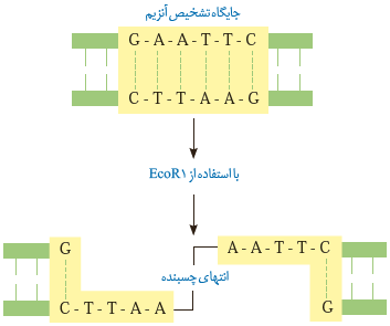  برش مولکول دنا توسط آنزیم