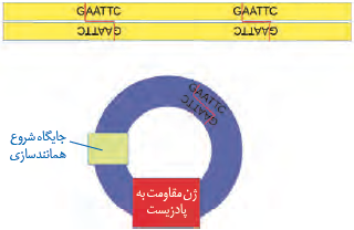 طرح ساده&zwnj;ای از دیسَک&nbsp;و یک ژن خارجی