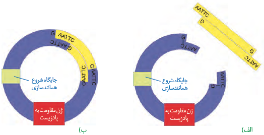 تشکیل دنای نوترکیب: الف) قبل از تأثیر لیگاز و ب) بعد از تأثیر لیگاز