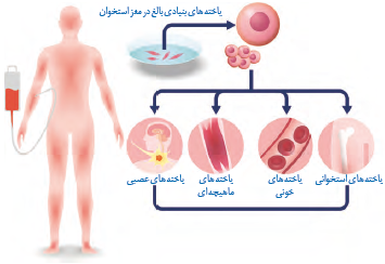 یاخته&zwnj;های بنیادی مغز استخوان به انواع مختلف یاخته&zwnj;ها و بافت&zwnj;ها تمایز پیدا می&zwnj;کنند