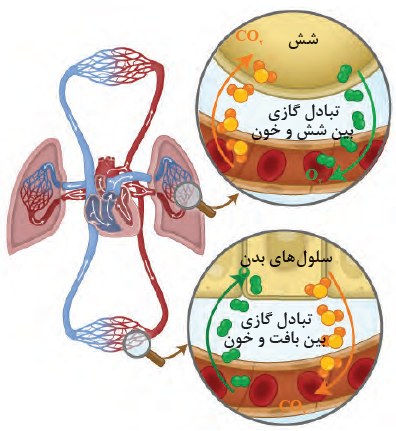 دستگاه گردش خون انسان