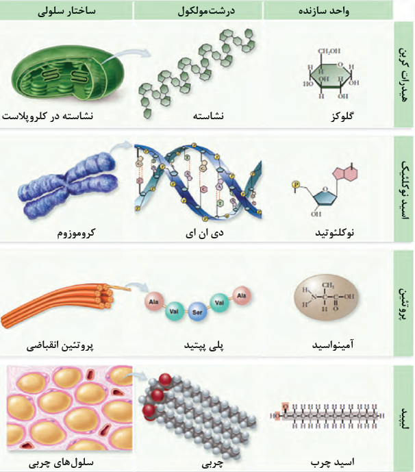 انواع درشت مولکول&zwnj;های شرکت کننده در ساختار یاخته