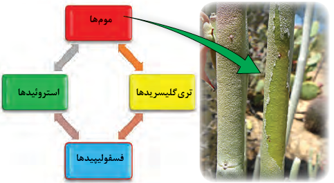 موم موجود در سطح درختان جوان