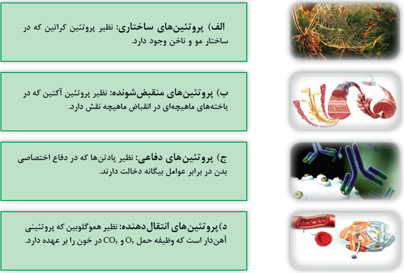نمونه هایی از پروتئین&zwnj;ها