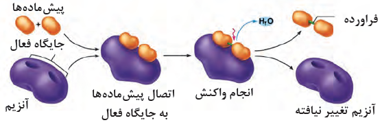 عملکرد آنزیم