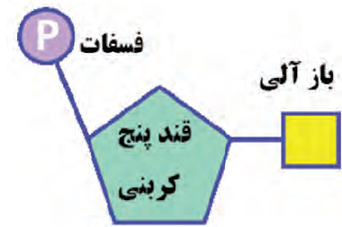 ساختار نوکلئوتید