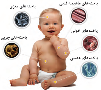 انواع یاخته&zwnj;های یک موجود زنده پریاخته&zwnj;ای
