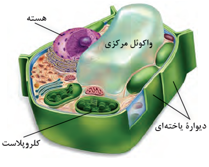 دیوارهٔ یاخته&zwnj;ای، یاخته&zwnj;گیاهی