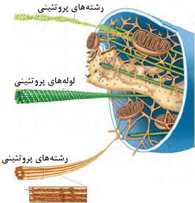 ساختار اسکلت یاخته