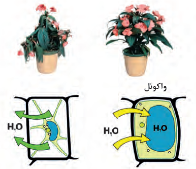 واکوئل در یاختهٔ گیاهی
