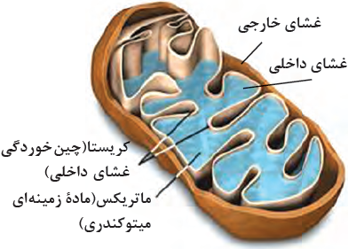 ساختار میتوکندری
