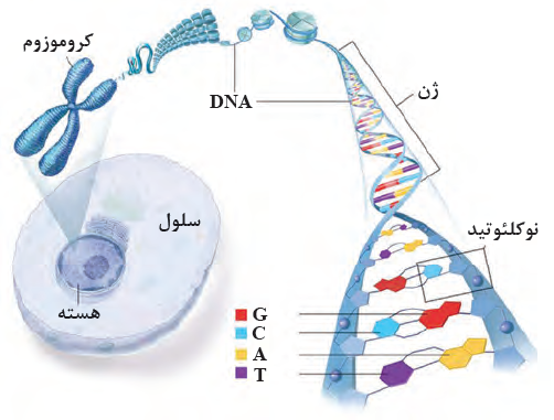 هسته و کروموزوم