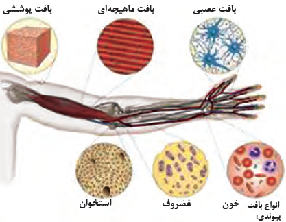 چهار بافت اصلی در بدن انسان و سایر جانوران: 1- پوششی، 2- ماهیچه&zwnj;ای، 3- عصبی، 4- پیوندی