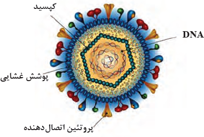 ساختار یک ویروس تبخال