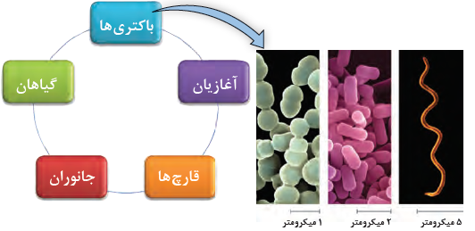 موجودات زنده: باکتری&zwnj;ها