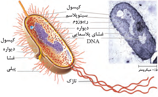 ساختار یک باکتری