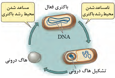 چگونگی تشکیل هاگ&zwnj;درونی و رویش مجدّد آن