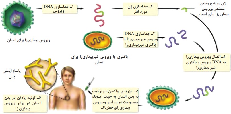 مراحل تولید واکسن نوترکیب