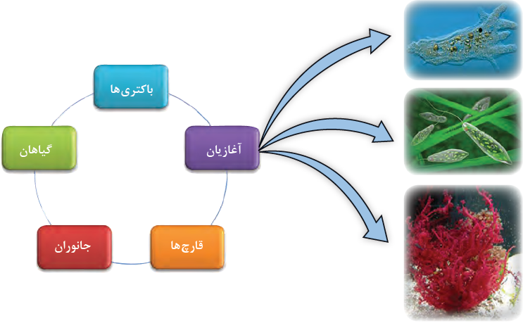 موجودات زنده: آغازیان