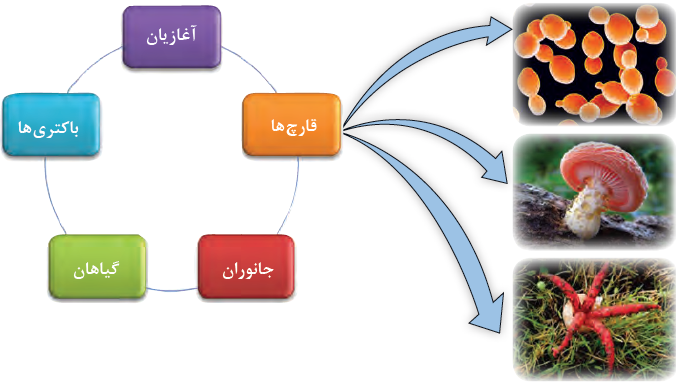 موجودات زنده: قارچ&zwnj;ها
