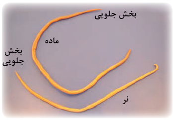 کرم آسکاریس