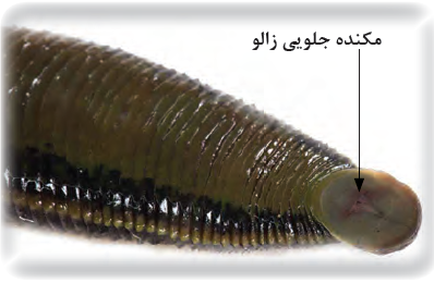 بخش مکندۀ زالو